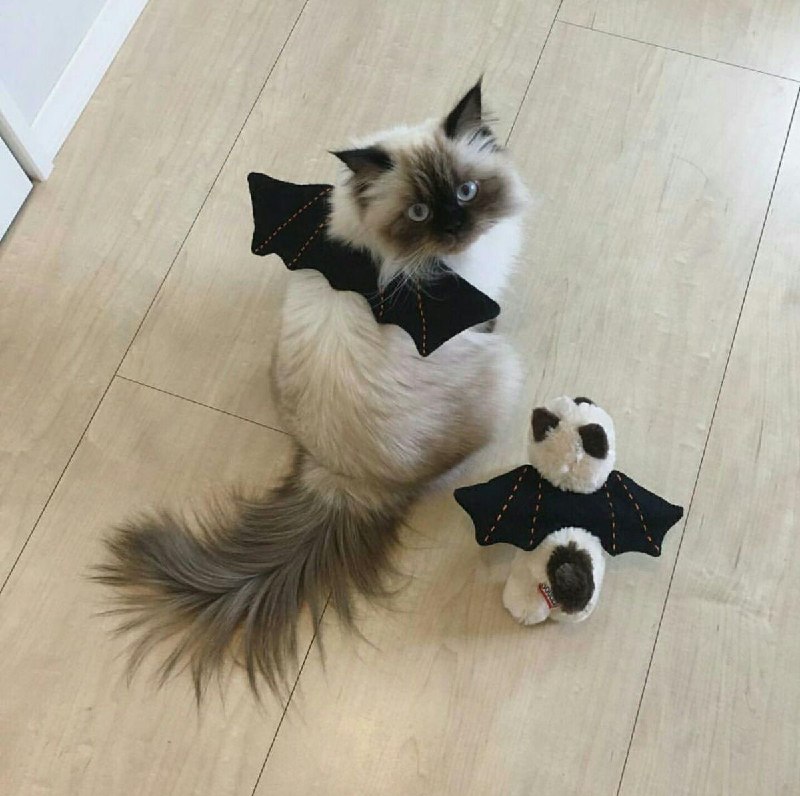Аниме-костюм монахини для кошек на Хэллоуин